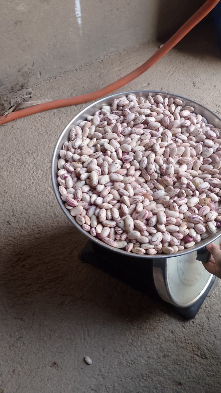 Premium Sugar Beans (Speckled) — Full Tonne Available