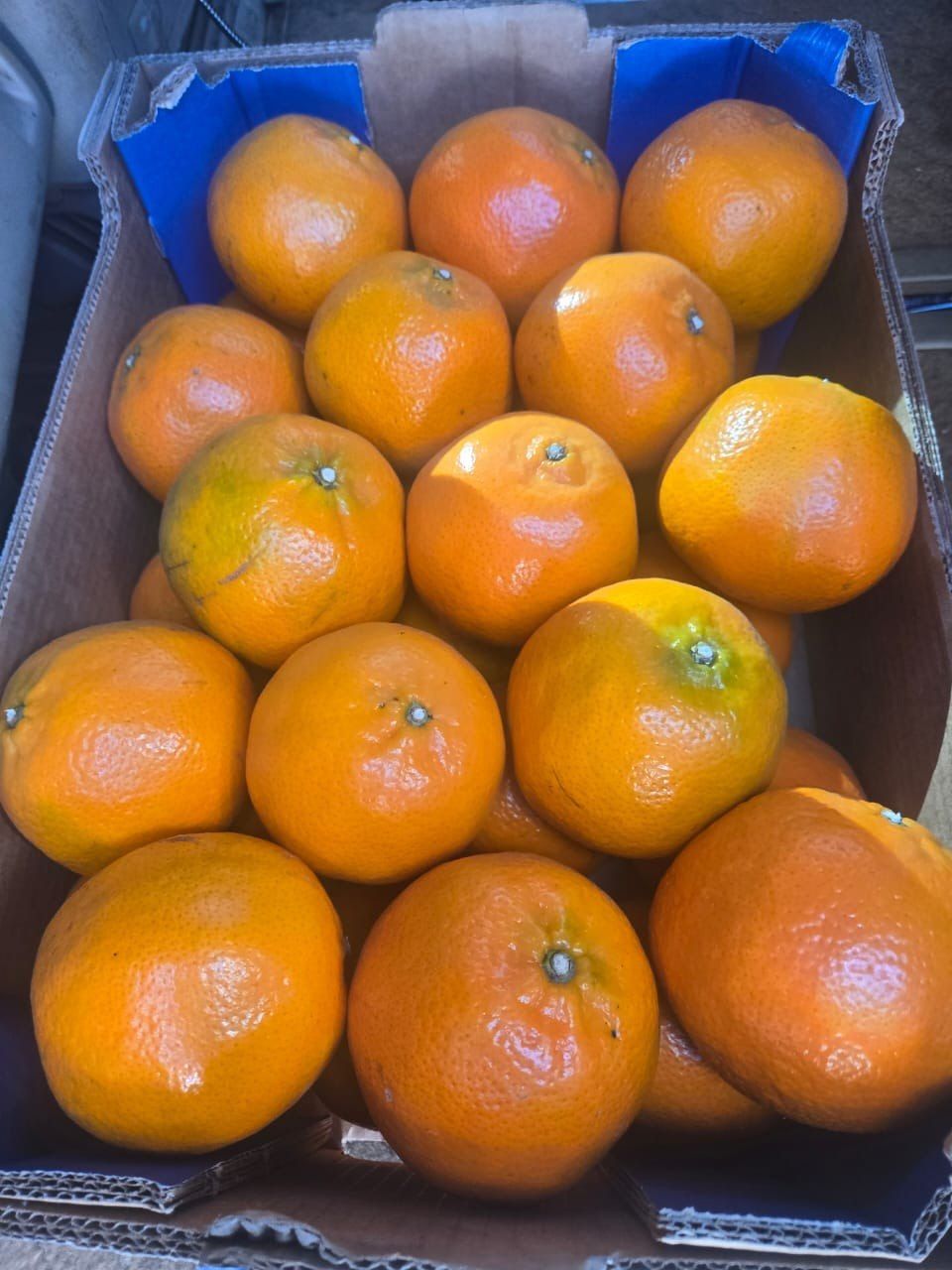 Oranges — Big Box (Wholesale)