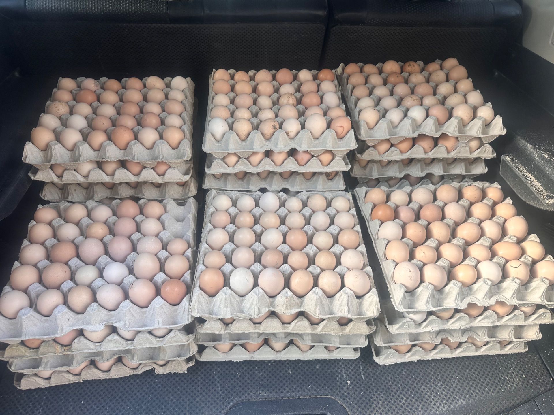 Road runner eggs
