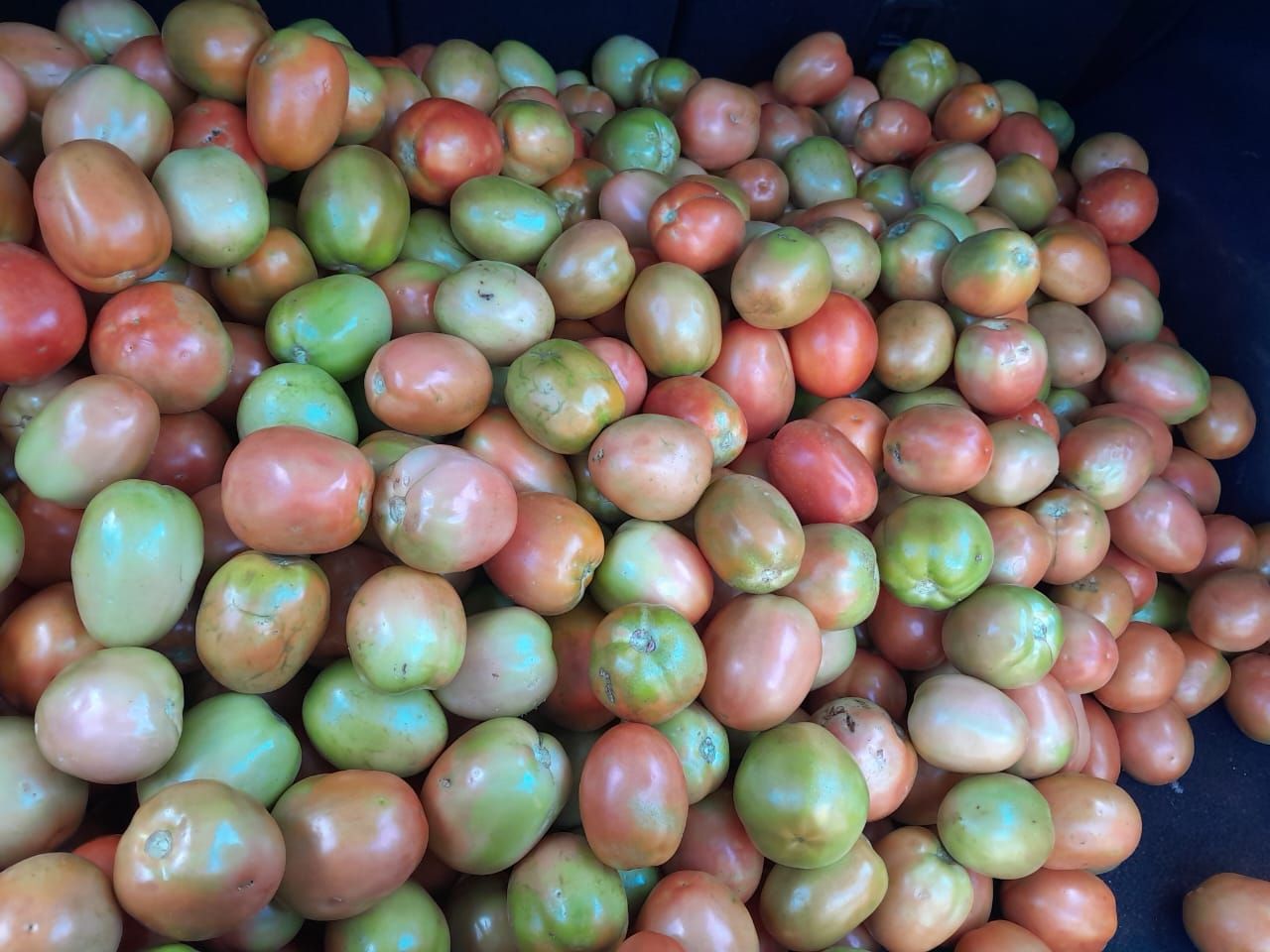 Fresh plum/Roma tomatoes — bulk, farm-direct