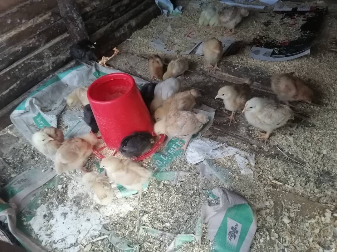BLESSING — Day-Old Chicks: Sasso, T. Rainbow & Mixed Road Runners