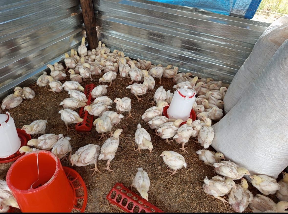 Day-Old Chicks & Broilers