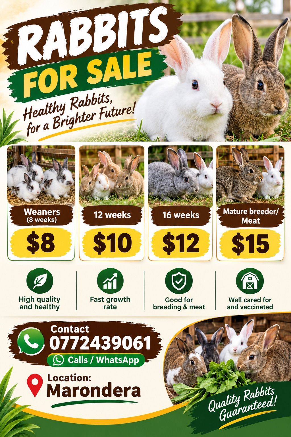 Rabbits on sale