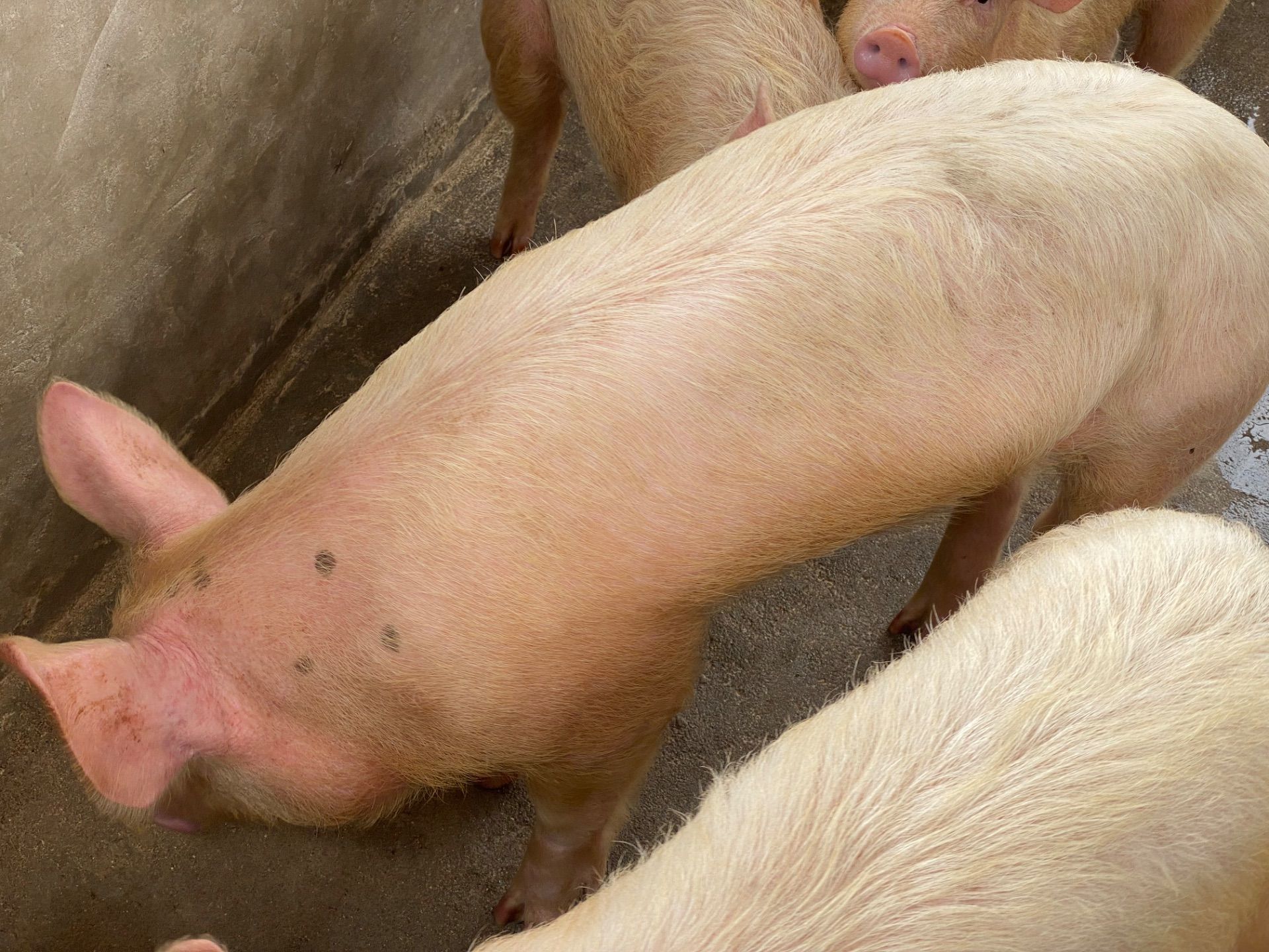 Porkers on sale