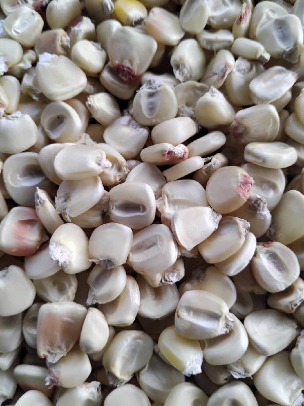 M.S.Chabvemhiri — Traditional Foods & Dry Grains