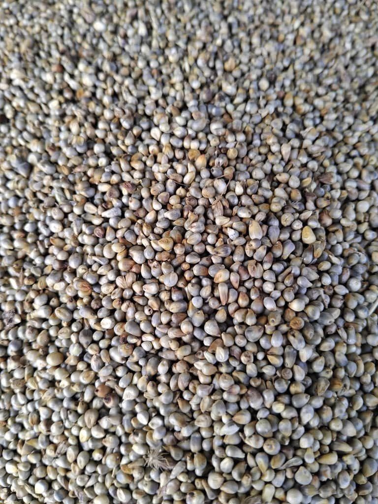 Millet (Garikai Market, Masvingo)