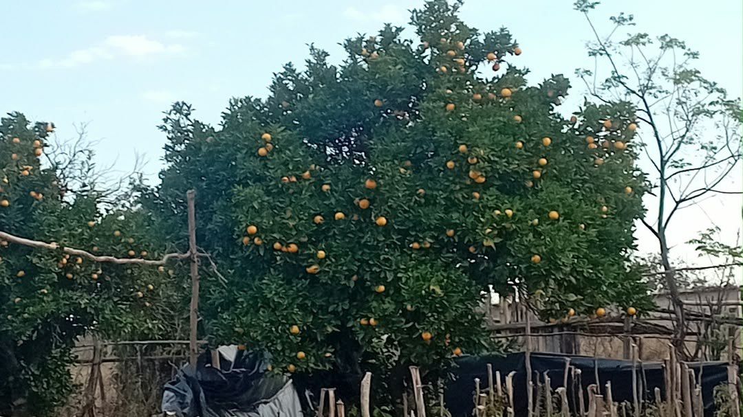 Oranges — 10 Trees