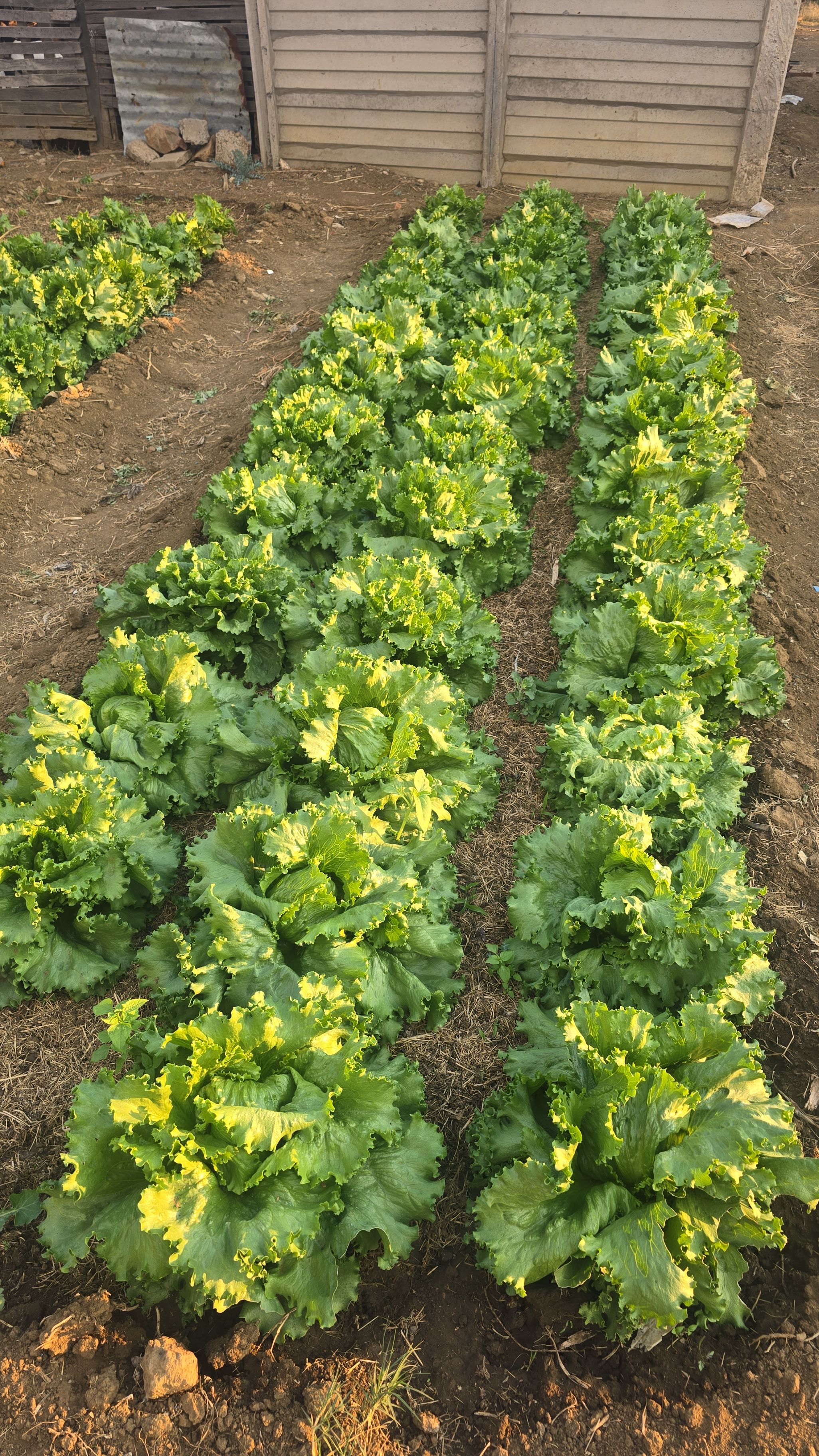 Fresh Organic Lettuce