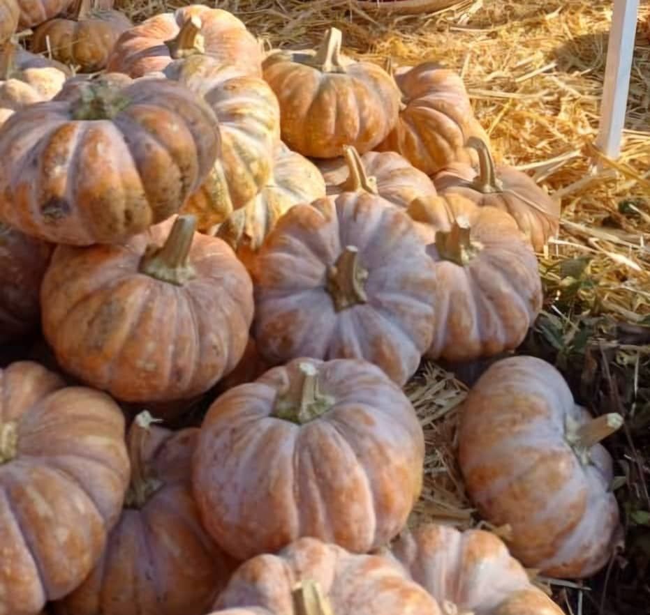 Pumpkins
