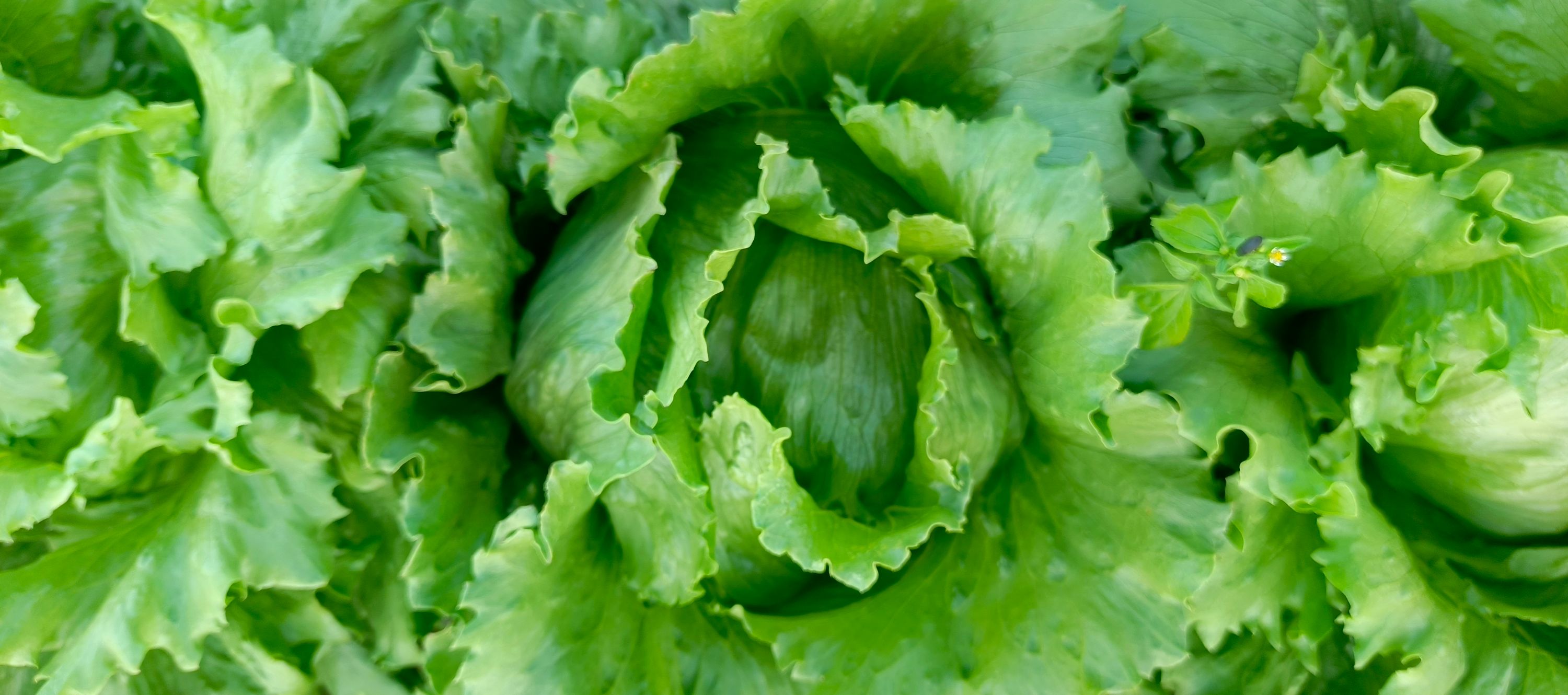 Fresh lettuce