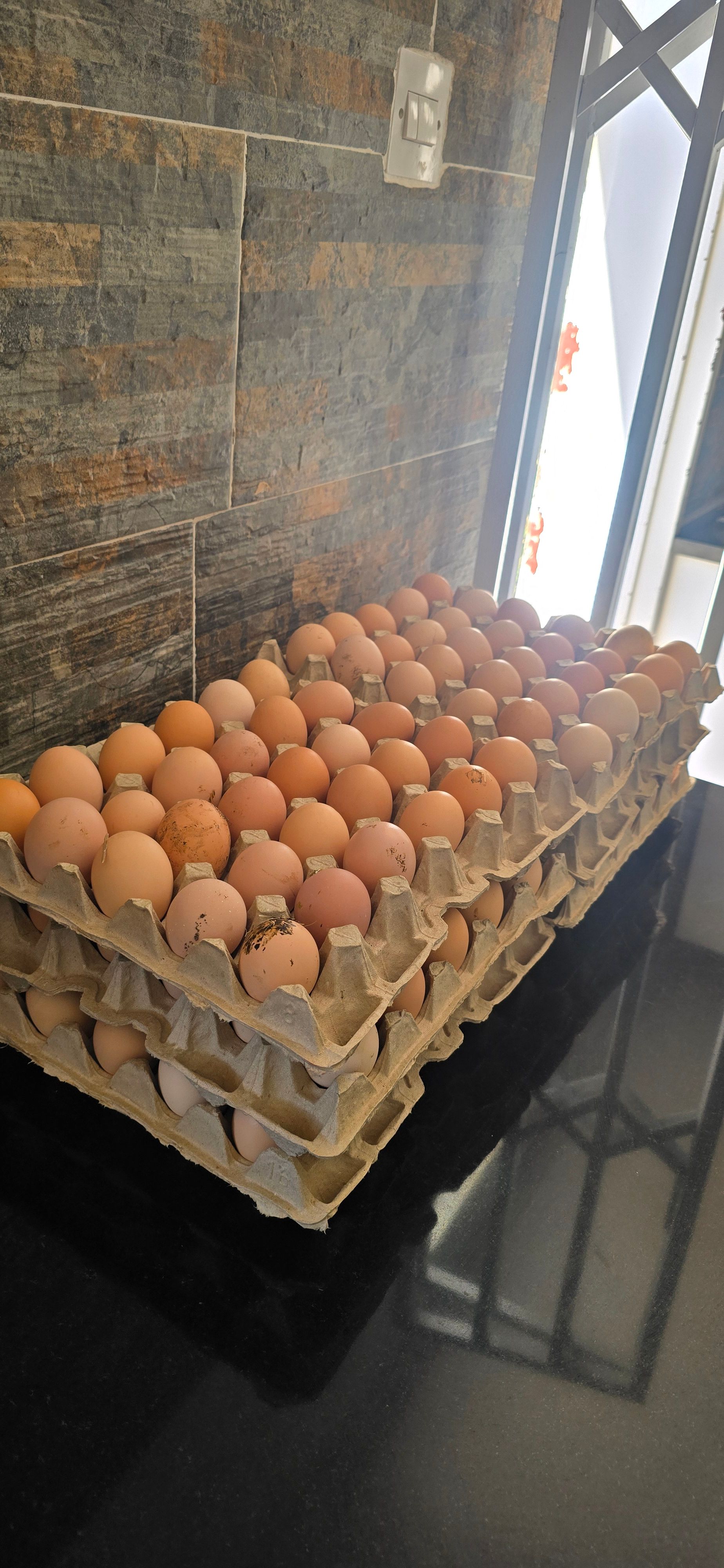 Fertile Black Austrolorp and Mixed Breed Eggs