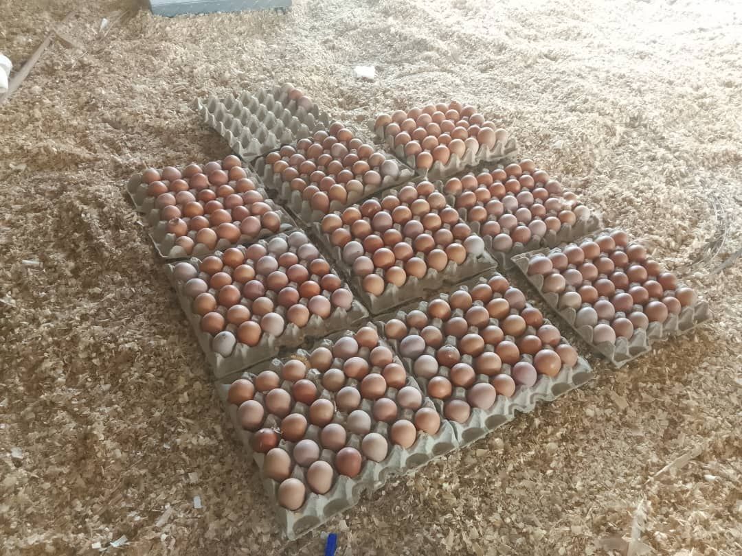 Eggs