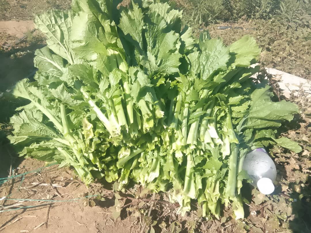 Covo, spinach, rape