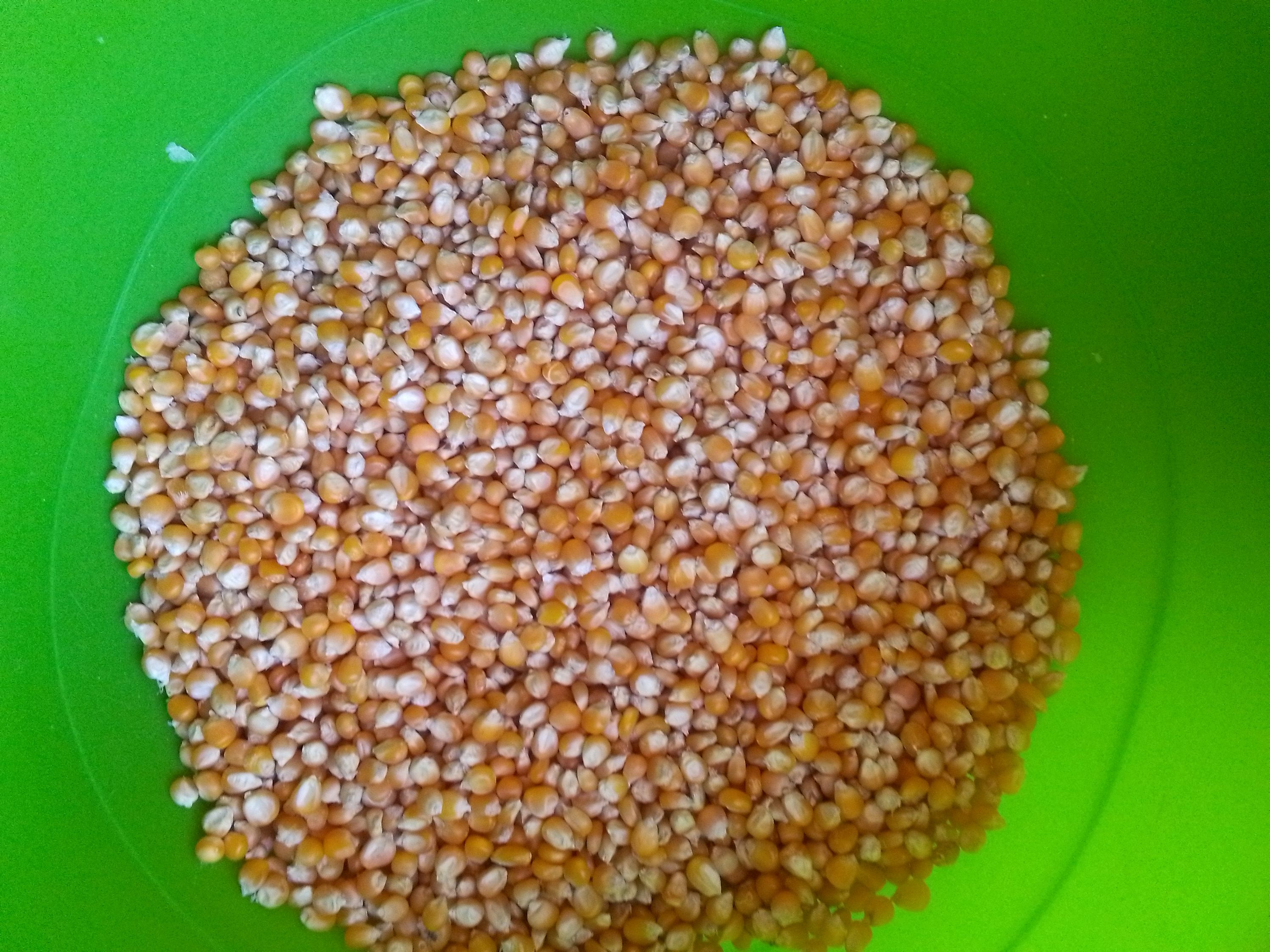 Popcorn