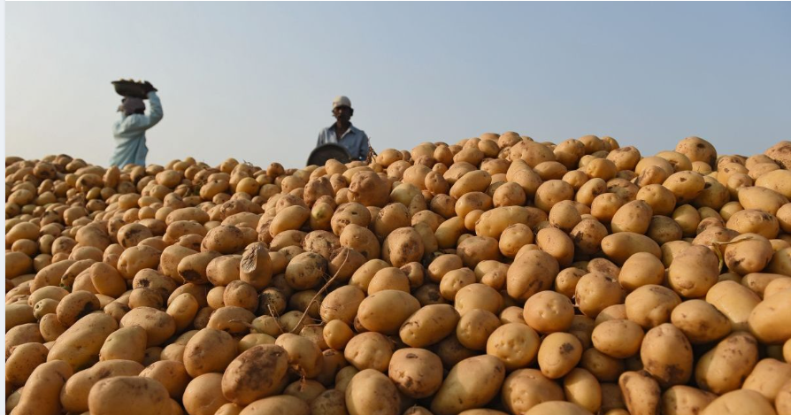 Organic Potatoes - 10kg
