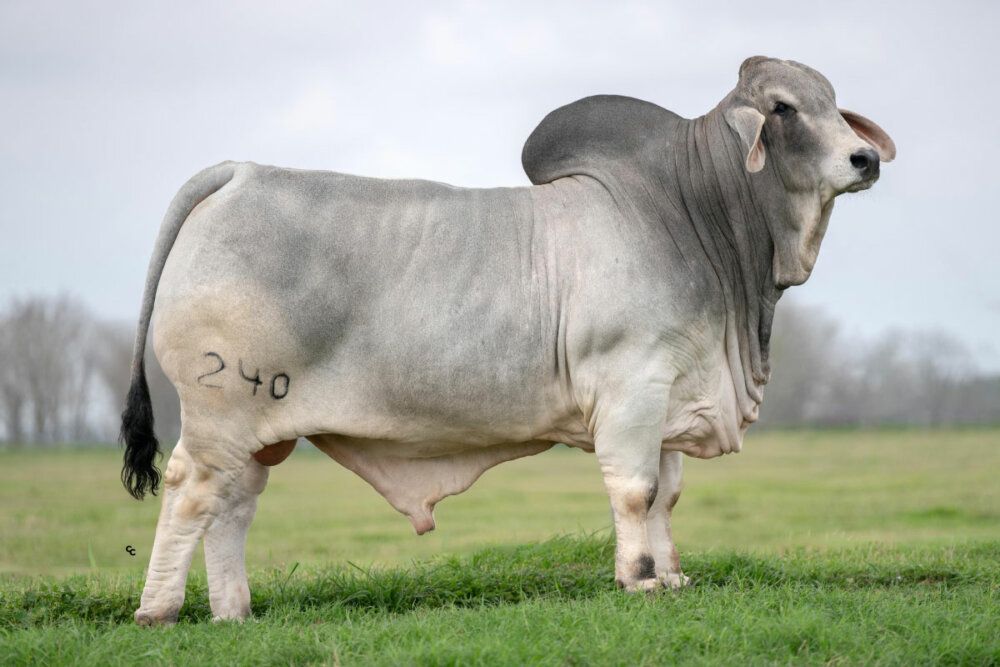 Brahman Bull - Breeding Stock