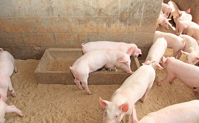 Piglets - Large White Breed