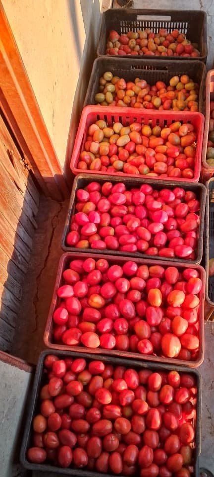 cchapepa — Fresh Tomatoes & Vegetables