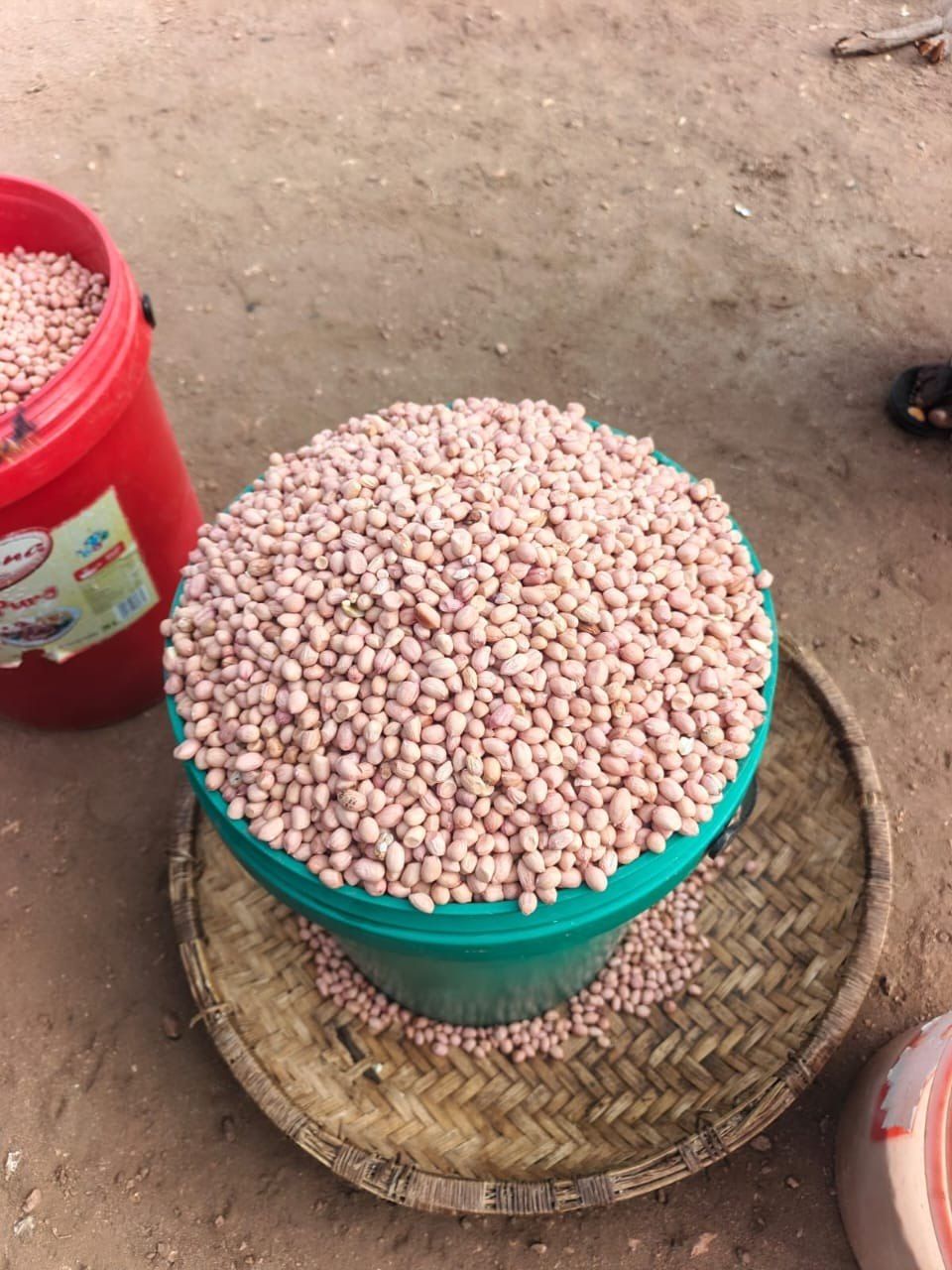 Kamfingo Grains — Sugar Beans